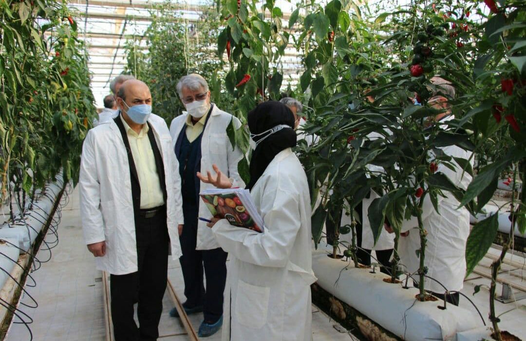 بازدید معاون وزیر جهاد از پروژه دانش بنیان تولید بذور هیبرید هلدینگ کشاورزی ستاد اجرایی