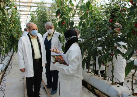 بازدید معاون وزیر جهاد از پروژه دانش بنیان تولید بذور هیبرید هلدینگ کشاورزی ستاد اجرایی