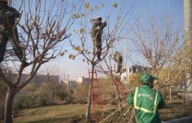 آغاز هرس و بازپیرایی درختان جنوبشرق تهران