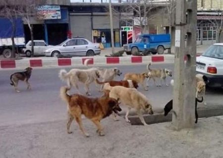 شهرداری تهران چگونه سگ‌های بلاصاحب را ساماندهی می‌کند؟
