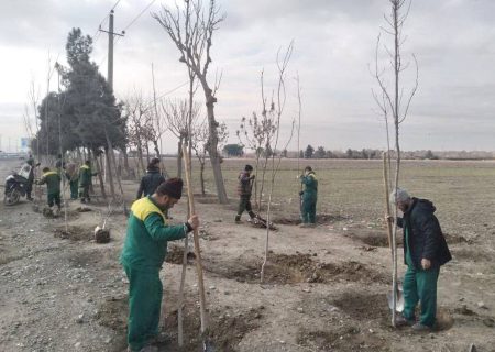 ۵هزار اصله درخت در طرح استقبال از بهار در منطقه ۱۹ غرس شد